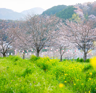 越知町ぼんぼり桜まつり　sakura