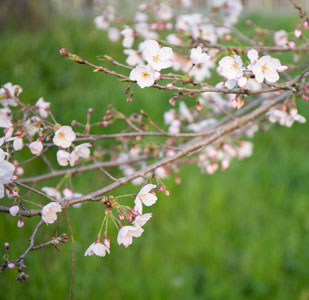 越知町ぼんぼり桜まつり　sakura