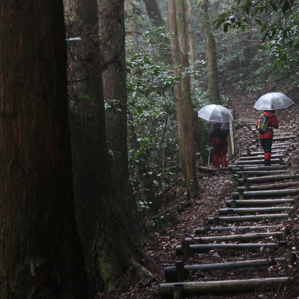 高知県　越知町　横倉山　修験の道　日本最古級の地質　植物の宝庫　平家伝説