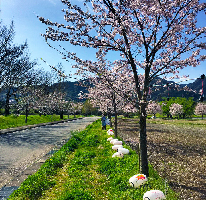 高知県　越知町　ぼんぼり桜まつり
