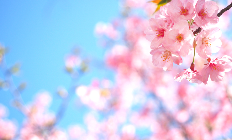 高知県　越知町　イベント　ぼんぼり桜まつり